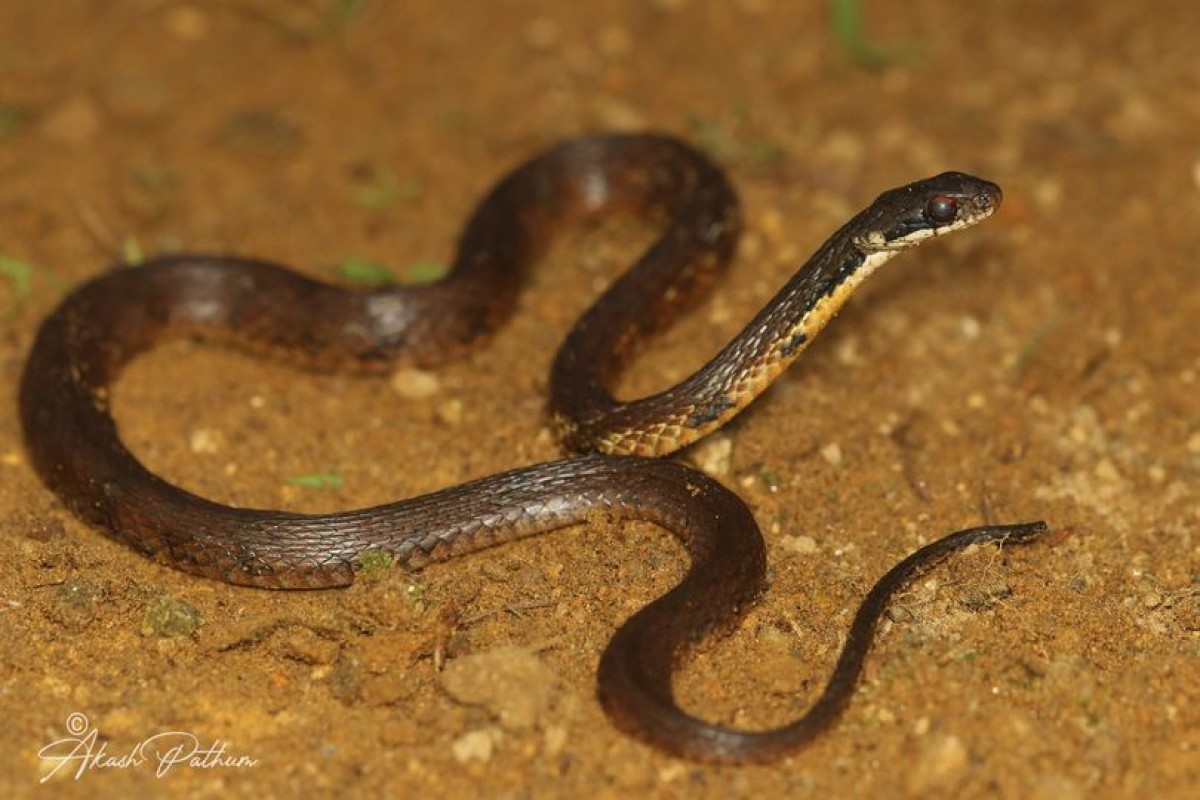 Rhabdophis